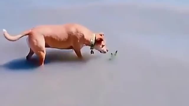 Pitbull dog get pranked🤣🐕