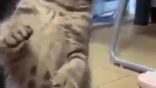 Funniest Animals