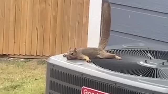 Squirrels are amazing animals, they know how to get high for people