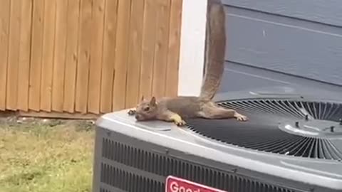 Squirrels are amazing animals, they know how to get high for people