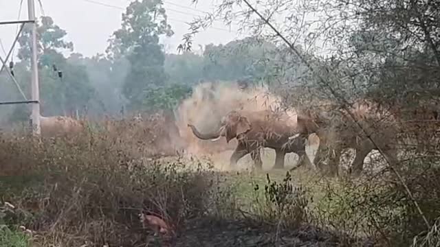 Forest Elephant Park