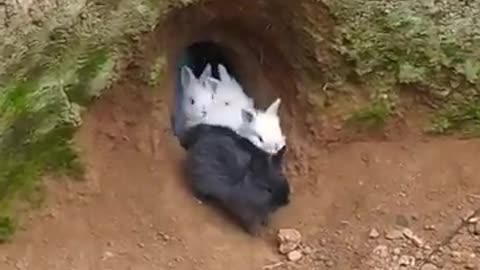 conejos saliendo da la madriguera,crianza al aire libre.