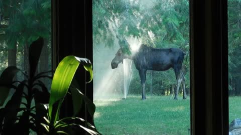 Mama Moose Cools off in Backyard Sprinklers