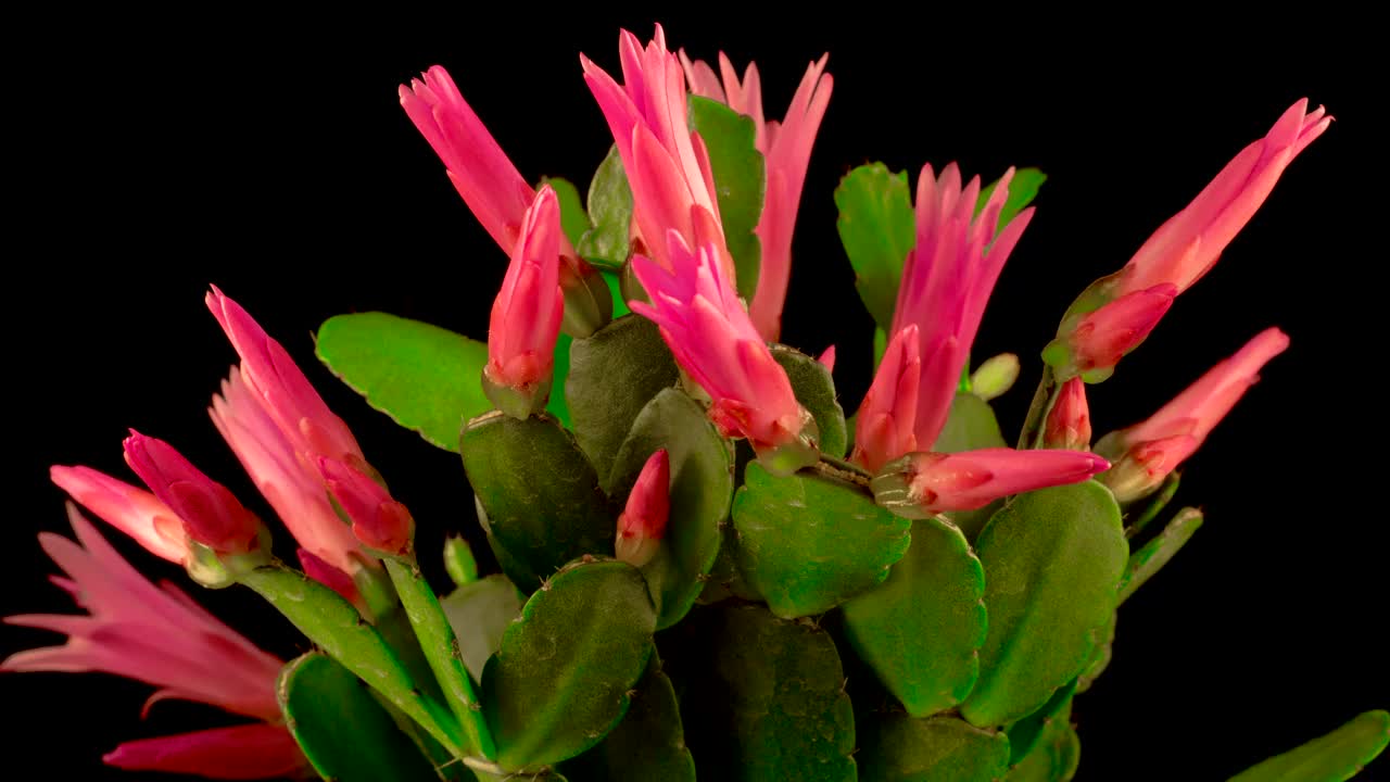 Cactus blooming