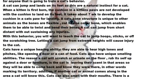 CAT TRAINING TIPS HELPFUL