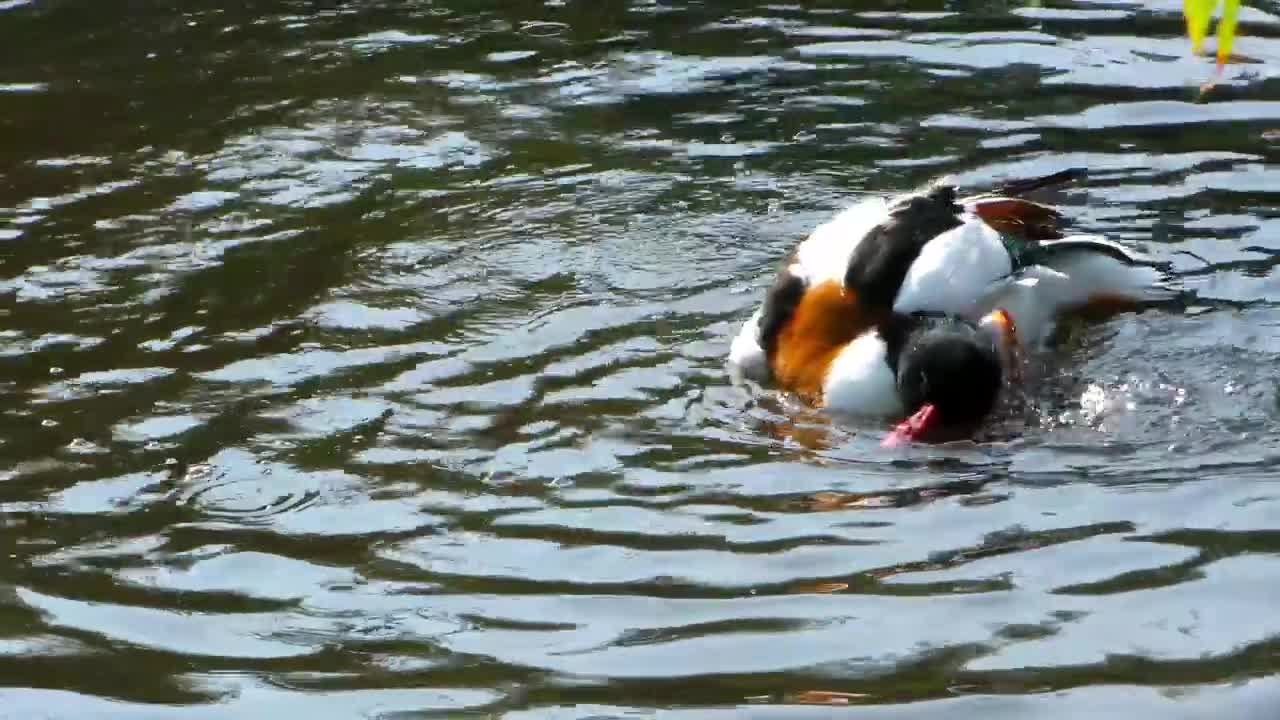 Duck getting wet in the lake