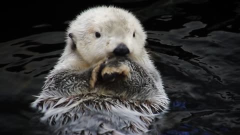 An Otter Swimming
