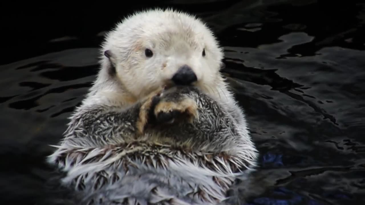 An Otter Swimming