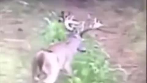 Deer doing a weird backflip