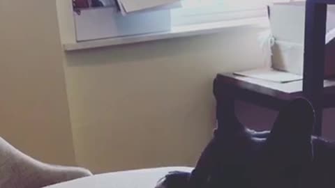 Dog trying to get item from chair but is not able to do it