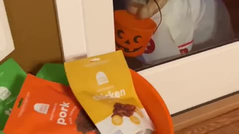 Doggy Trick or Treats