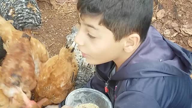 Feeding chickens Wich their hands