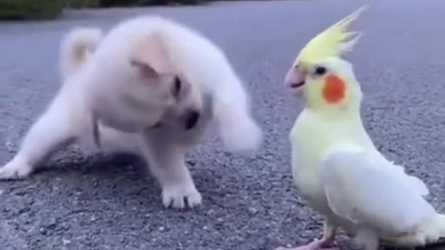 Funny video 😅😂🤣, cute dog, 🐕🐕🐶🐶,dog reaction, entertainment,