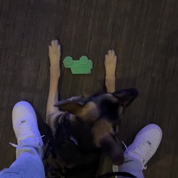 German Shepherd goes to Church...