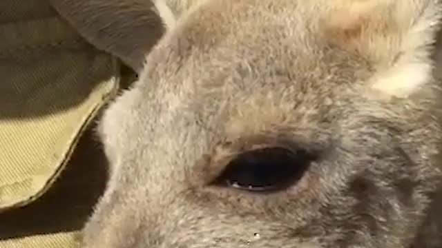 No better way to start the day than with a kangaroo cuddle