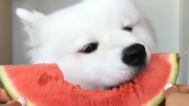 Dog Eating Watermelon _ ASMR _