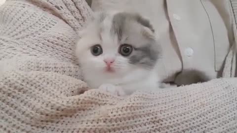 Cute kitten video with short legs