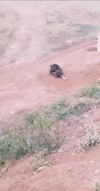 Russia 🇷🇺. The man stopped the car to relieve himself on the side of the road...