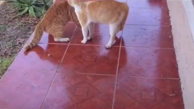Cats are fighting !!