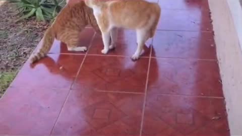 Cats are fighting !!