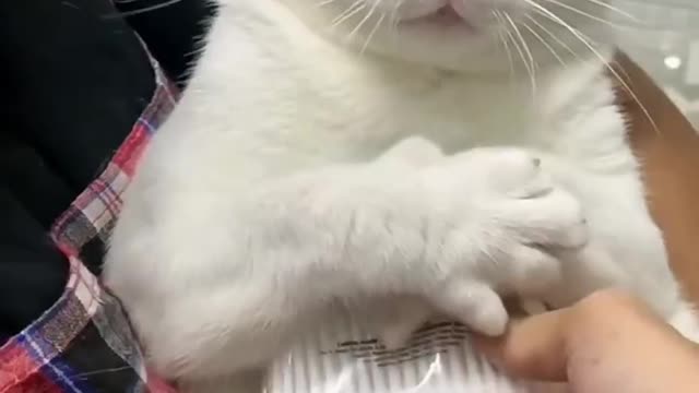 The kitten cautiously caught what was handed to it