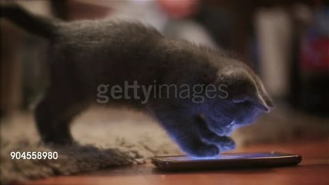 Kitten With Mobile Phone