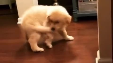 Cute puppy will make you feel happy, cute dog video,doglover.