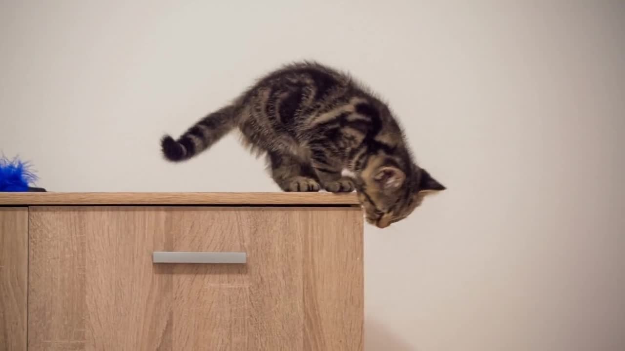 Kitten afraid to jump of a closet