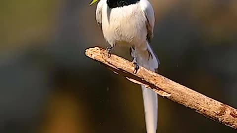 Wildlife and Funs