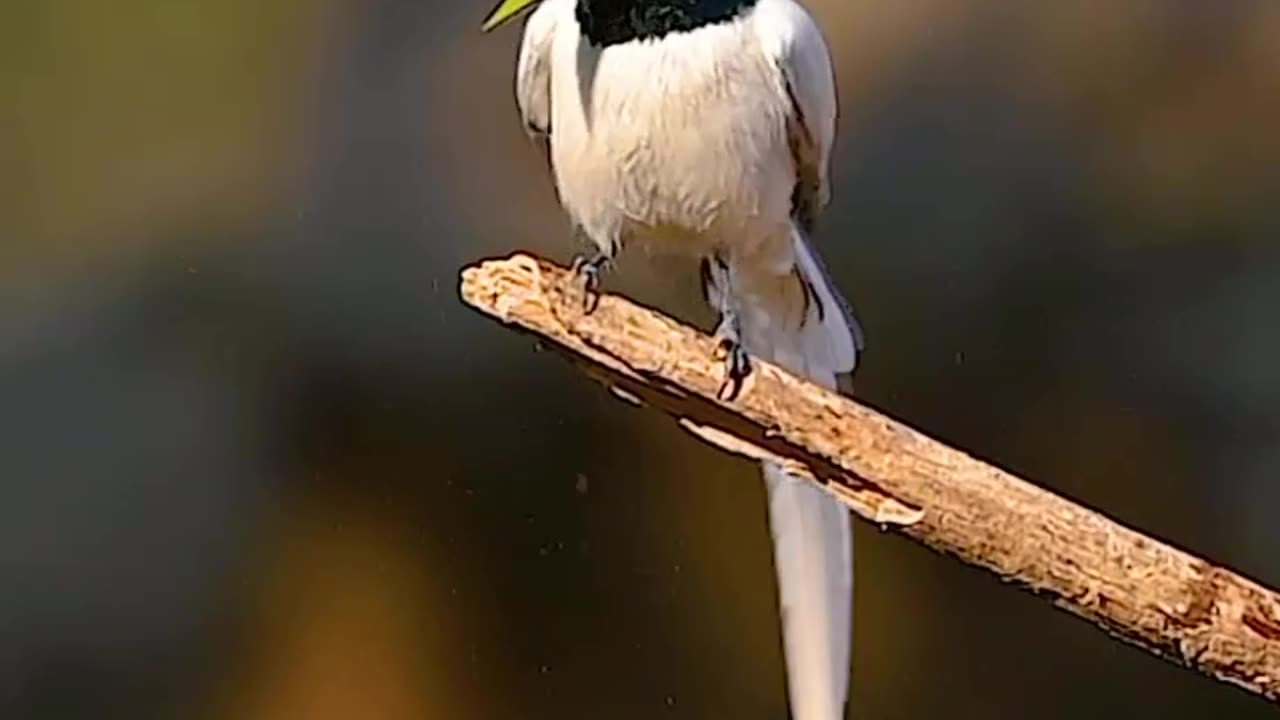 Wildlife and Funs