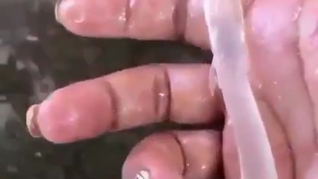 Transparent fish appeared in the sea