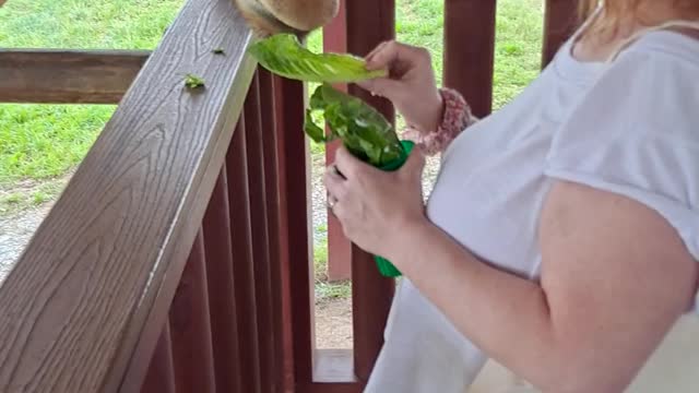 Giraffe feeding