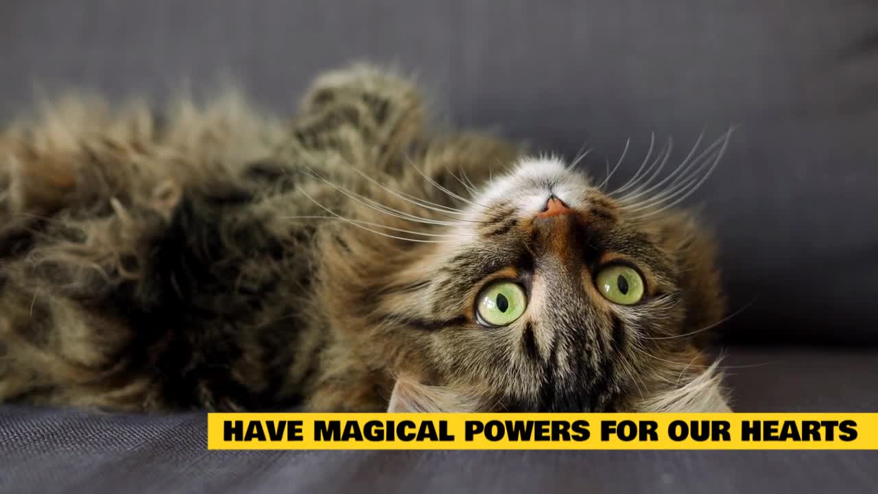 7 Amazing Mental Health Benefits of Having Cats, No. 2 Will Surprise You