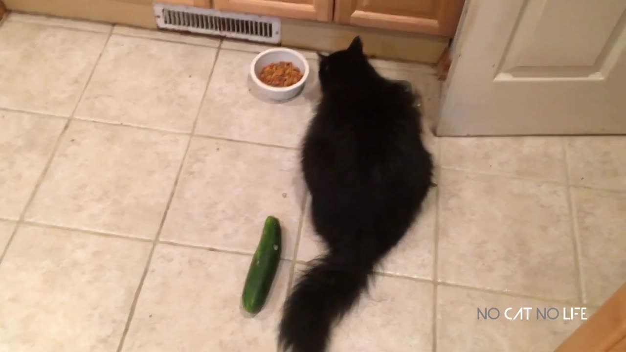 Funniest Cats and Cucumbers - Awesome Funny Pet Videos