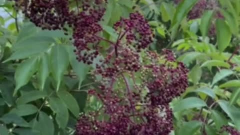 Elderberries