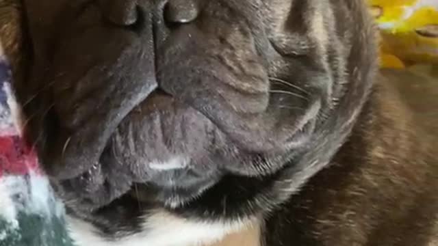 French bulldog snores like a man