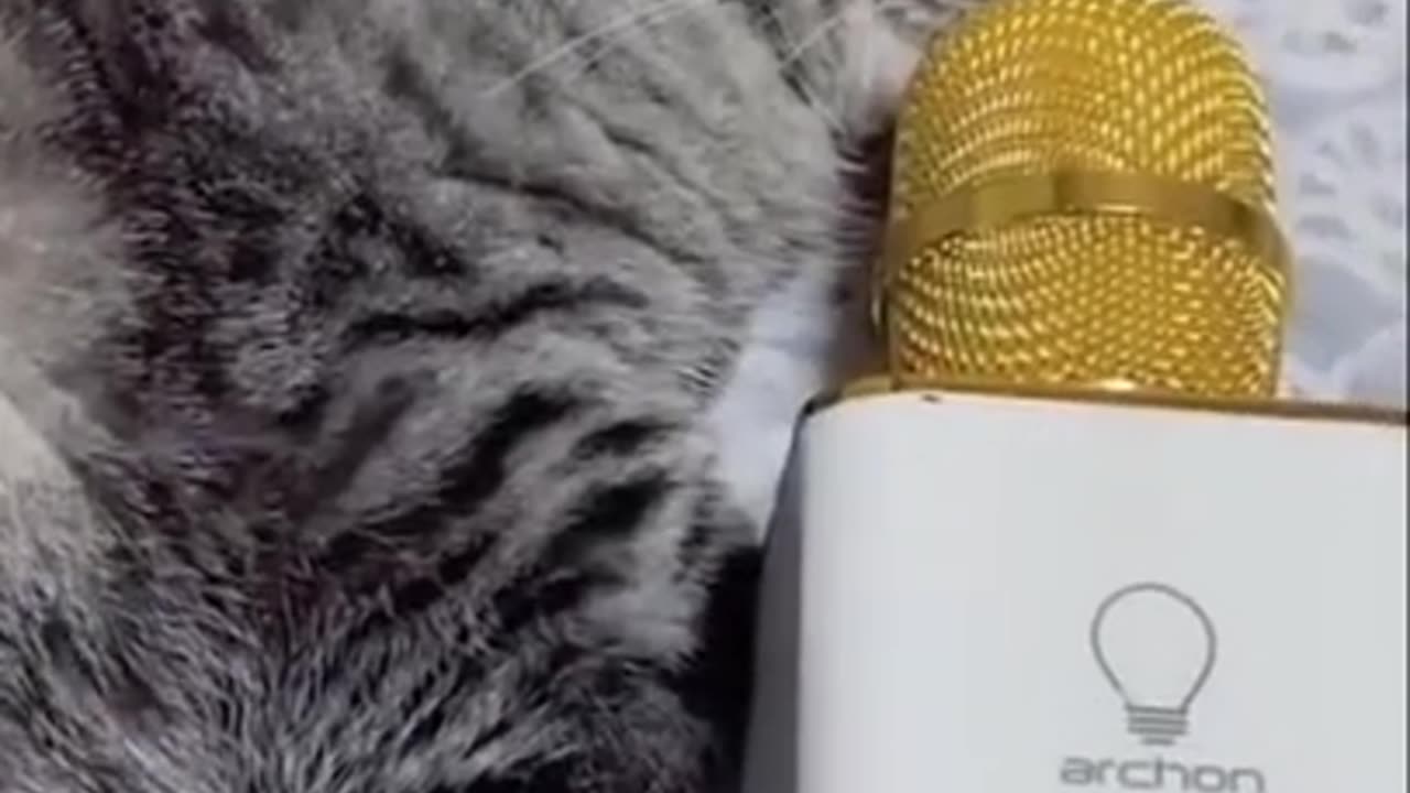 🐈🤣Funny Cats Videos Try Not To Laugh Extrem