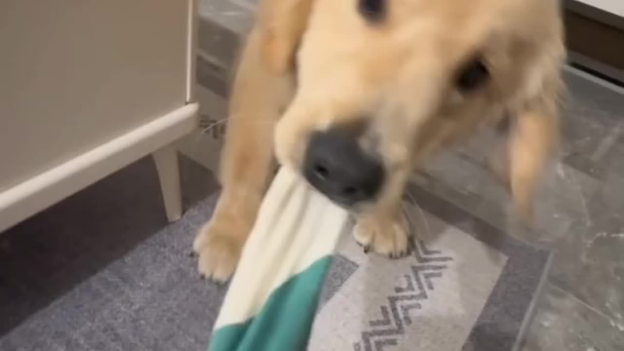 Sometimes, this fluffy golden retriever thinks that a piece of cloth is the coziest treasure!