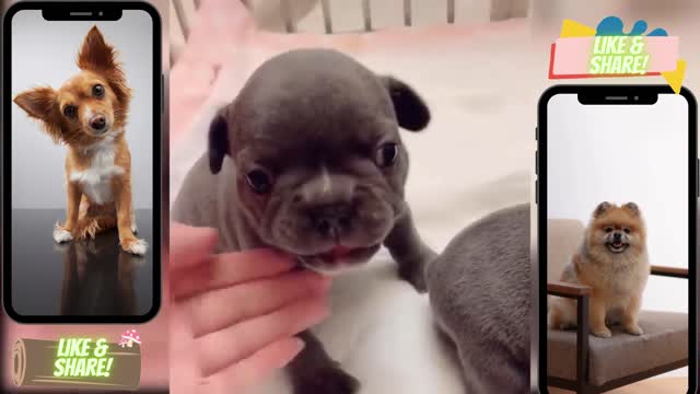 Cute and Fun Pet Compilation