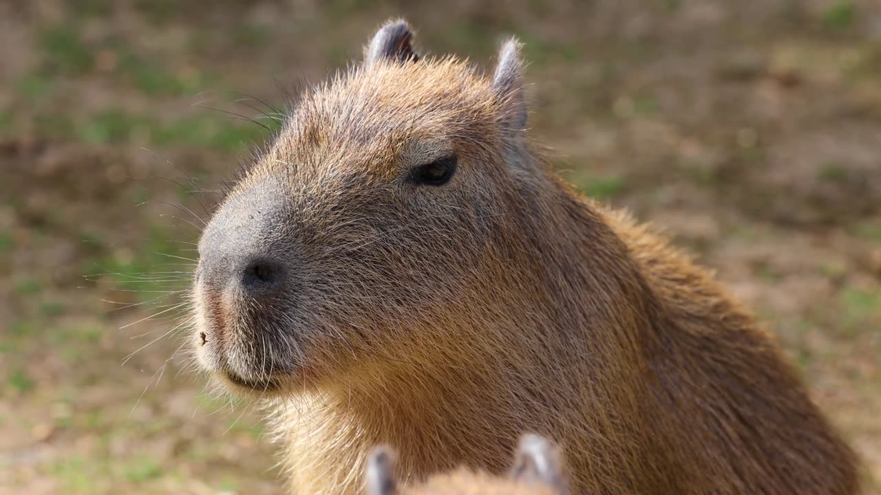 Capybara The World's Largest Rodent and Its Fascinating Fur