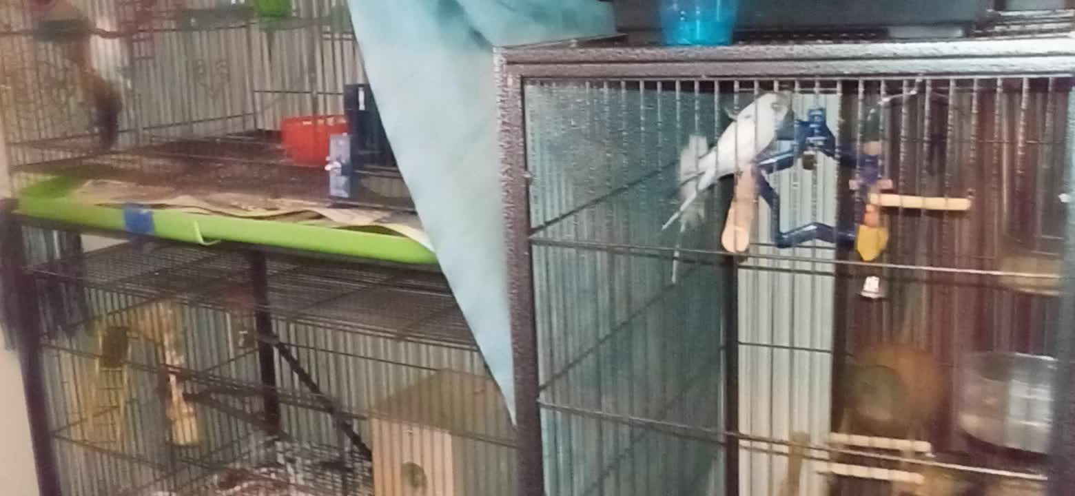 Parakeet Paradise IV