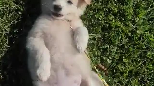 Cute puppy lying on the grass