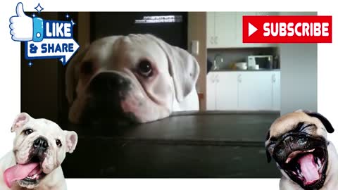 Funny Boxer dogs