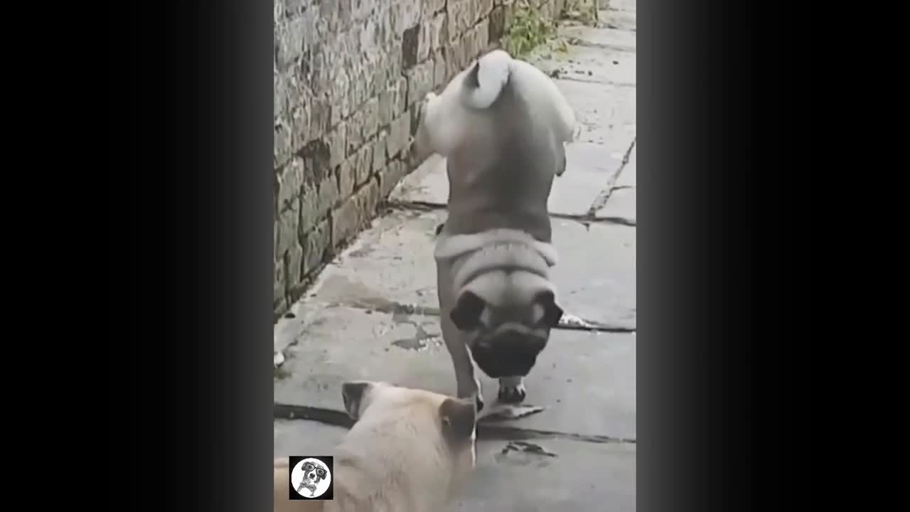 Pug Is Practicing For Crossfit Games