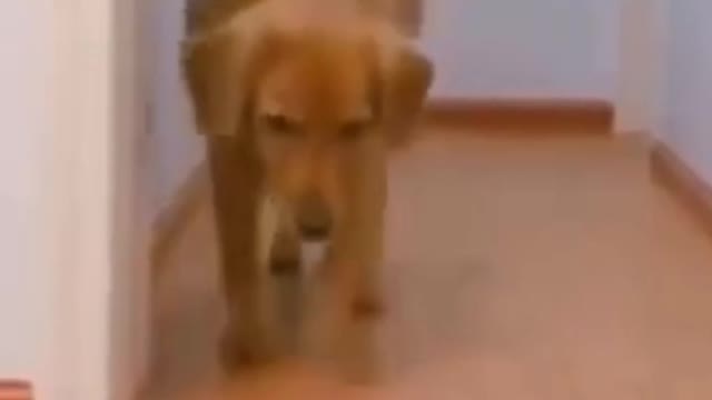 Dog Got Hit By A Car #shorts