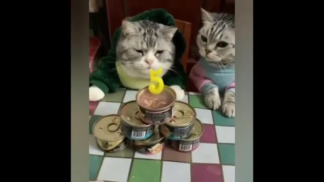 Funny and cute cats