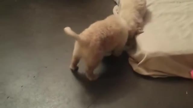 8 weeks old foster puppies golden retriever