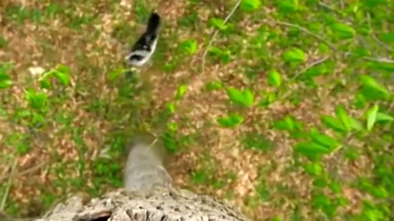 Cute birds baby flaying the tree,,amazing clip