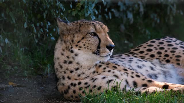 cheetah