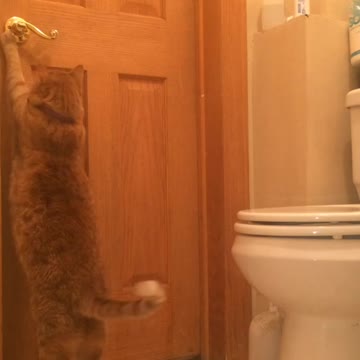 Gato aprende a abrir puerta con facilidad